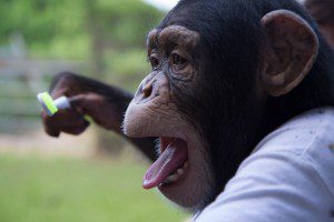 Chance the Chimp holding a TUNG Brush